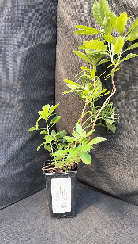 Рододендрон Японский оранжевый 1 шт Р9